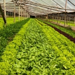 Na empresa “Valter Verduras” os acadêmicos observaram o cultivo convencional de verduras no solo, sem uso de agrotóxicos / Foto: Divulgação Unoesc