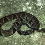 Cobra Jararaca. Foto: Internet