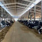 Estrutura tem capacidade para 650 vacas, com proposta de ampliação. Foto: Unoesc