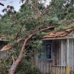 Plantação de pinus e eucalipto foi destruída pela força do tornado. - Comunidade Anta Morta/Divulgação