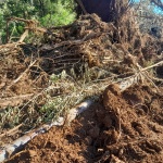 Imagem: Polícia Militar Ambiental