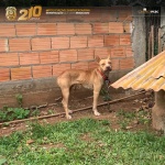 Foto: Polícia Civil