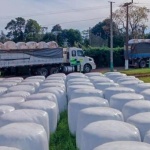 Sindicatos rurais encaminharam dezenas de carretas com feno e pré-secado | Foto: Faesc Divulgação/