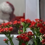 Tamara Finardi/ WH Comunicações/ Líder