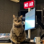 Gato ‘mal-humorado’ vira mascote e aparece até ao vivo em rádio de SC – Foto: Eduardo Oliveira/