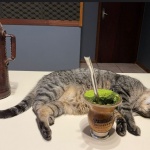 Gato ‘mal-humorado’ vira mascote e aparece até ao vivo em rádio de SC – Foto: Adriano Antunes