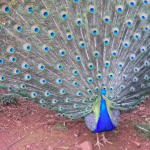 Fotos: Arquivo Pessoal / WH Comunicações