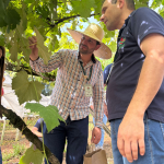 Foto: Divulgação/ Epagri Gerência Regional da Palmitos