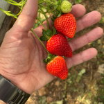 Foto: Divulgação/ Epagri Gerência Regional da Palmitos