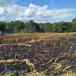 Lavoura atendida na primeira ocorrência da tarde. Conforme relato do proprietário, o fogo foi iniciado por ele próprio para limpeza da área, porém saiu de controle. Foto: Divulgação/Corpo de Bombeiros Militar de Maravilha