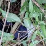 Foto: PC / Divulgação 