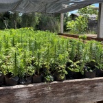 Foto: Ascom/Prefeitura