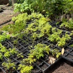 Foto: Ascom/Prefeitura