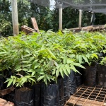 Foto: Ascom/Prefeitura