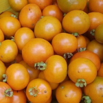 A guabiroba-amarela é uma planta nativa da região Sul. Créditos: acervo da professora Aniela Kempka