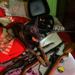 Foto: Divulgação/PCSC