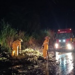 Árvore caiu sobre rodovia em Galvão durante o temporal (Foto: Defesa Civil, Divulgação)