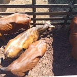 Fotos: Inácio Rohden