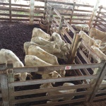 Fotos: Inácio Rohden