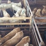 Fotos: Inácio Rohden