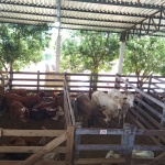 Fotos: Inácio Rohden