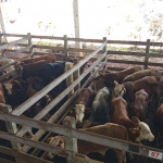 Fotos: Inácio Rohden