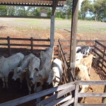 Fotos: Inácio Rohden