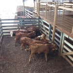 Fotos: Inácio Rohden