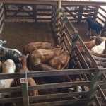 Fotos: Inácio Rohden