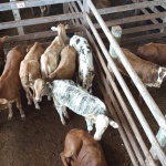 Fotos: Inácio Rohden