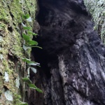 Testemunha da história local, a árvore também abriga várias formas de vida em sua estrutura, como diversas espécies de plantas. Foto: Tamara Finardi/ WH Comunicações/ Líder