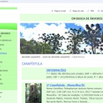 Reprodução arvoresgigantes.org