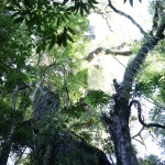 Altura da Canafístula ainda não foi obtida. Foto: Tamara Finardi/ WH Comunicações/ Líder