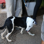 Foto: Divulgação/Município de Maravilha