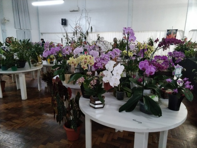 7º Exposição De Orquídeas, Suculentas E Bonsai Acontece Neste Final De ...