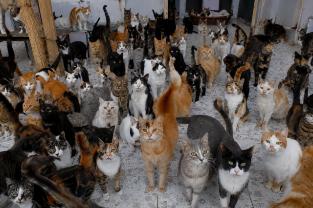Mais de 400 gatos são encontrados em situação insalubre dentro de apartamento no Oeste de SC